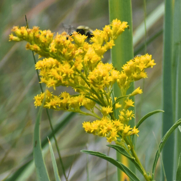 Prairie Goldenrod Plant Sets Plants - Garden for Wildlife