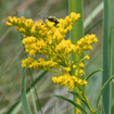 Prairie Goldenrod Plant Sets Plants - Garden for Wildlife