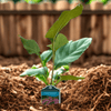 Purple Coneflower Plant Sets Plants - Garden for Wildlife