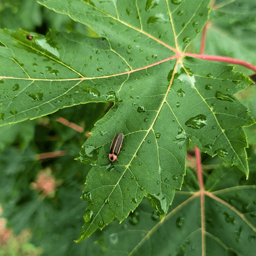 Red Maple Tree Plants - Garden for Wildlife