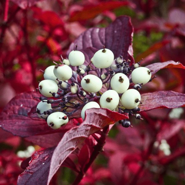 Red Twig Dogwood Shrub Plants - Garden for Wildlife