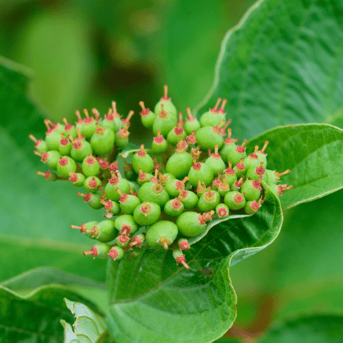 Red Twig Dogwood Shrub Plants - Garden for Wildlife