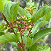 Red Twig Dogwood Shrub Plants - Garden for Wildlife