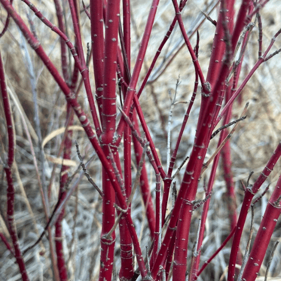 Red Twig Dogwood Shrub Plants - Garden for Wildlife