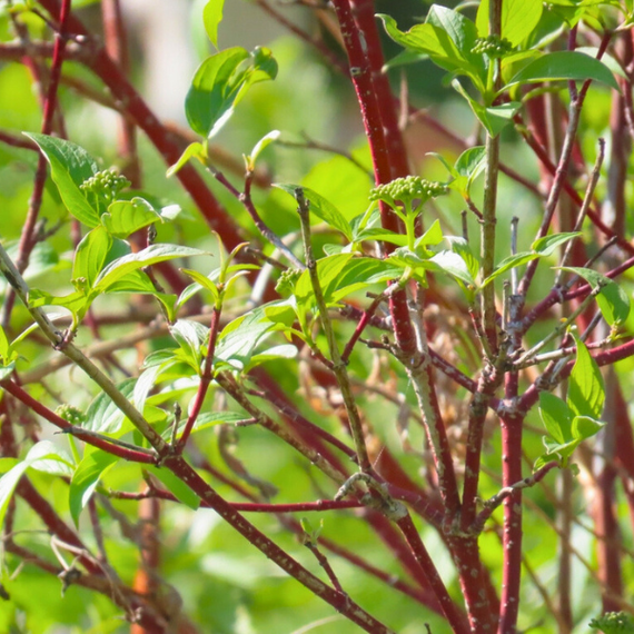 Red Twig Dogwood Shrub