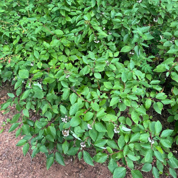 Red Twig Dogwood Shrub