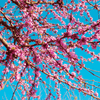 Redbud Tree Plants - Garden for Wildlife