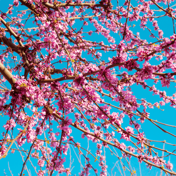 Redbud Tree Plants - Garden for Wildlife