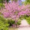 Redbud Tree Plants - Garden for Wildlife