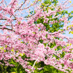 Redbud Tree Plants - Garden for Wildlife
