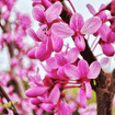 Redbud Tree Plants - Garden for Wildlife