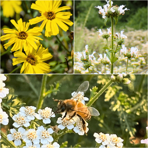 Resilient Roots Plants - Garden for Wildlife