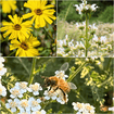 Resilient Roots Plants - Garden for Wildlife
