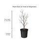 River Birch Tree Plants - Garden for Wildlife