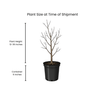 River Birch Tree Plants - Garden for Wildlife