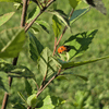 River Birch Tree Plants - Garden for Wildlife