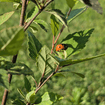 River Birch Tree Plants - Garden for Wildlife