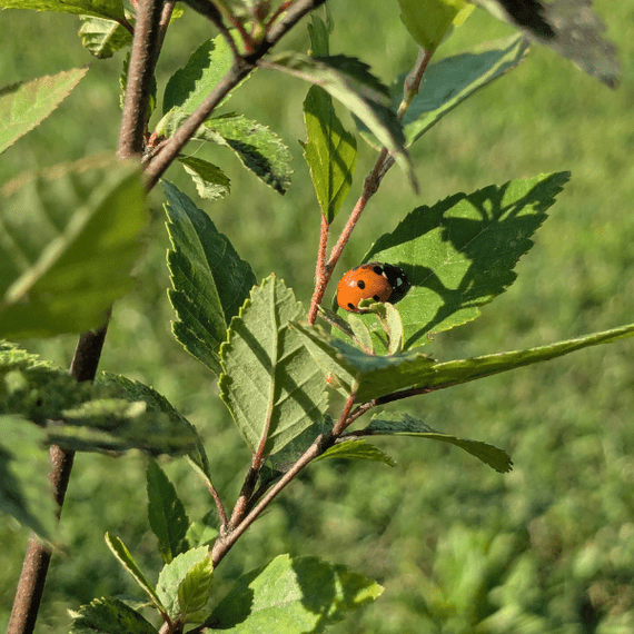 River Birch Tree Plants - Garden for Wildlife