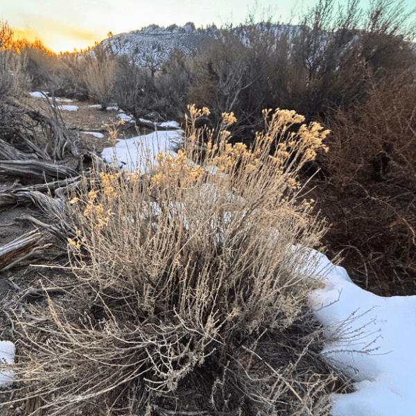 Silver Rabbit Brush Rubber Rabbitbrush Shrub