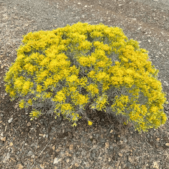 Rubber Rabbitbrush Shrub