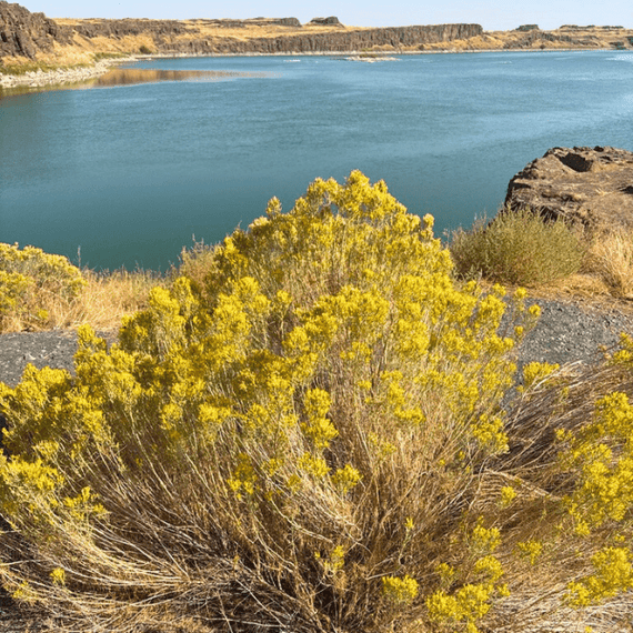 bushdebrunt アシモクラフツ　バリスティクスシェルコン50スノーピーク Rubber Rabbitbrush Shrub