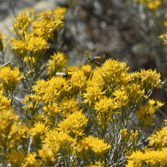 Rubber Rabbitbrush Shrub