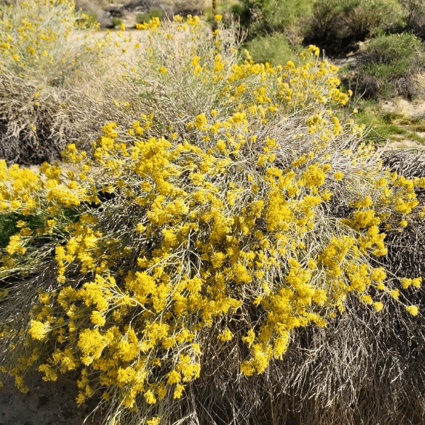 Silver Rabbit Brush Rubber Rabbitbrush Shrub