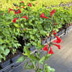 Scarlet Sage Plant Sets Plants - Garden for Wildlife
