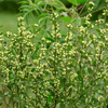 Sea Myrtle Shrub Plants - Garden for Wildlife