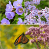 Shady Sanctuaries Plants - Garden for Wildlife