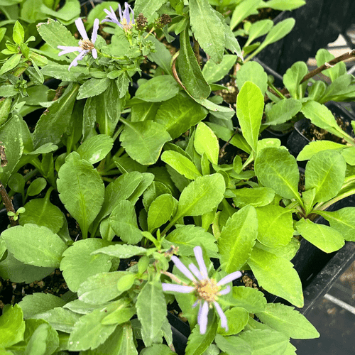 Shady Serenity Plants - Garden for Wildlife