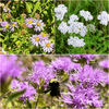 Shady Serenity Plants - Garden for Wildlife