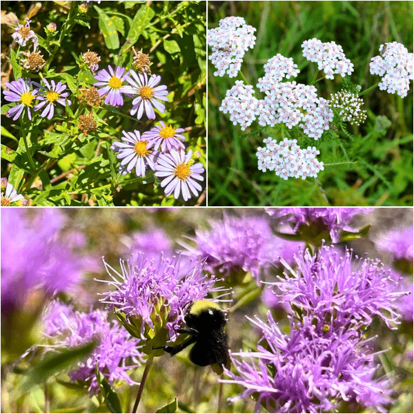 Shady Serenity Plants - Garden for Wildlife