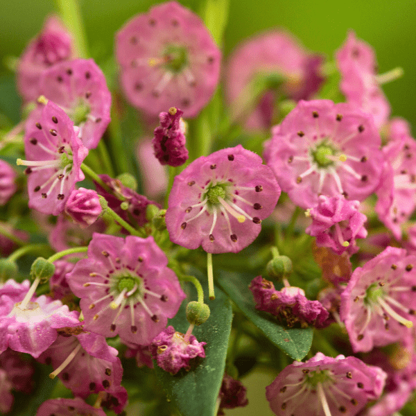 Sheep Laurel Shrub Plants - Garden for Wildlife