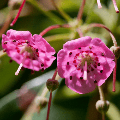 Sheep Laurel Shrub Plants - Garden for Wildlife