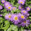 Showy Fleabane Plant Sets Plants - Garden for Wildlife