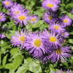 Showy Fleabane Plant Sets Plants - Garden for Wildlife