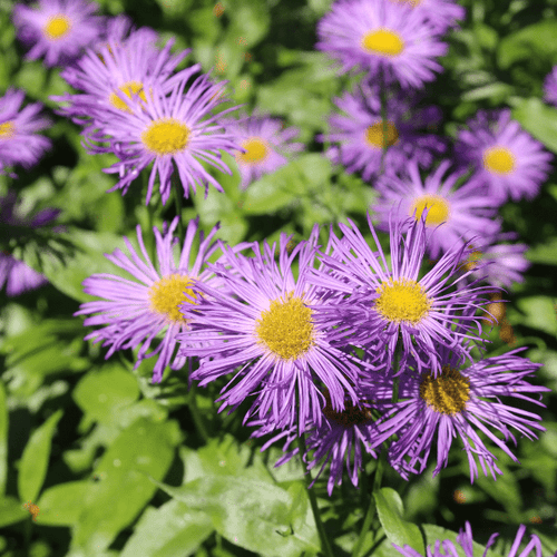 Showy Fleabane Plant Sets Plants - Garden for Wildlife