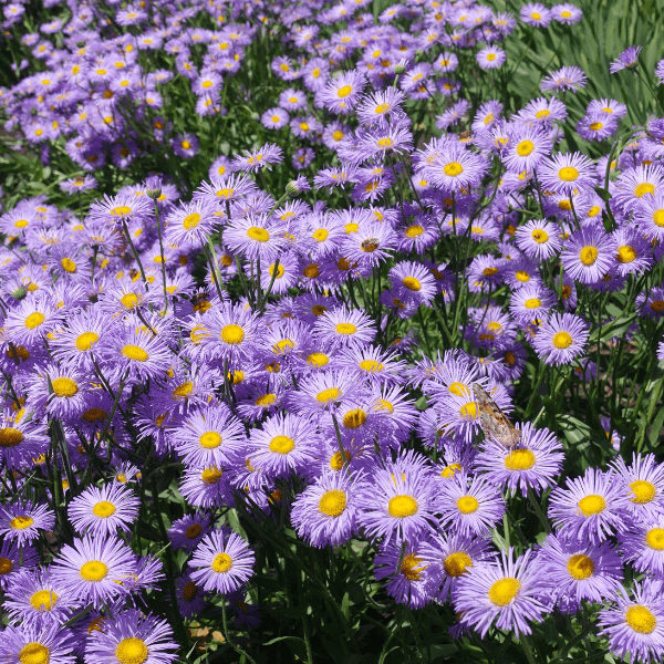 Showy Fleabane Plant Sets Plants - Garden for Wildlife