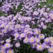 Showy Fleabane Plant Sets Plants - Garden for Wildlife