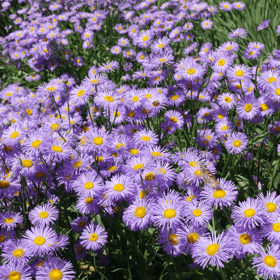 Showy Fleabane Plant Sets Plants - Garden for Wildlife