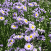 Showy Fleabane Plant Sets Plants - Garden for Wildlife