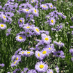 Showy Fleabane Plant Sets Plants - Garden for Wildlife