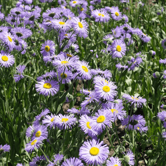 Showy Fleabane Plant Sets Plants - Garden for Wildlife