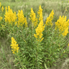 Showy Goldenrod Plant Sets Plants - Garden for Wildlife