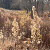 Showy Goldenrod Plant Sets Plants - Garden for Wildlife