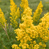 Showy Goldenrod Plant Sets Plants - Garden for Wildlife