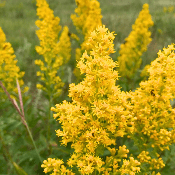 Showy Goldenrod Plant Sets Plants - Garden for Wildlife