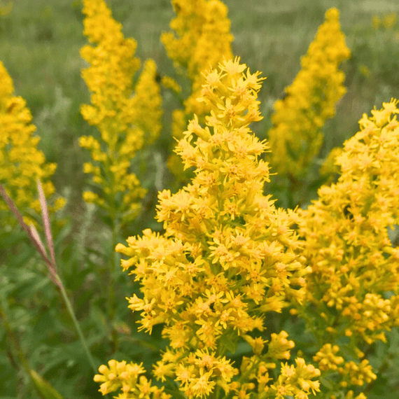 Showy Goldenrod Plant Sets