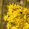 Showy Goldenrod Plant Sets Plants - Garden for Wildlife